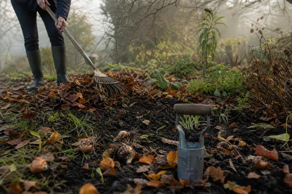 Jardin d'automne, feuilles mortes ratissées en tas, bulbes et plantoir posés sur la terre dans la brume